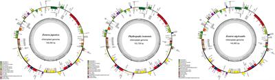 Comparative Chloroplast Genomes of Zosteraceae Species Provide Adaptive Evolution Insights Into Seagrass